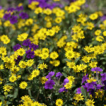 Gelb und lila Blumenbeet