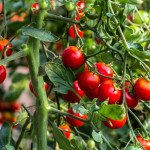 Tomaten im Treibhaus
